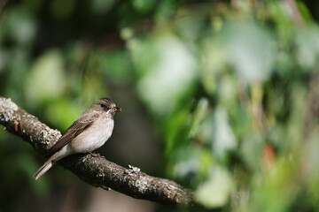 Spotted Flycatcher (Muscicapa striata) on a branch.