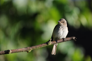Spotted Flycatcher (Muscicapa striata) on a branch.