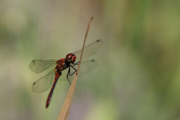 Blood-red sympetrum (Sympetrum sanguineum) on a plant.