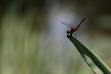 Blood-red sympetrum (Sympetrum sanguineum) on a plant.