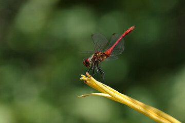 Blood-red sympetrum (Sympetrum sanguineum) on a plant.