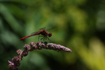 Blood-red sympetrum (Sympetrum sanguineum) on a plant.