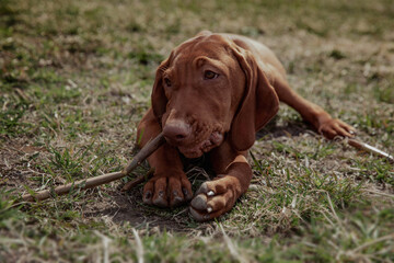 Red Hungarian vizsla puppy gnawing a stick on the grass in summer