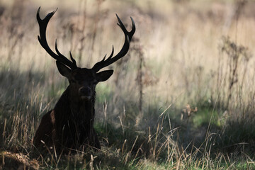 The slab is the call made by deer to attract the attention of females.