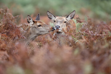 The slab is the call made by deer to attract the attention of females.