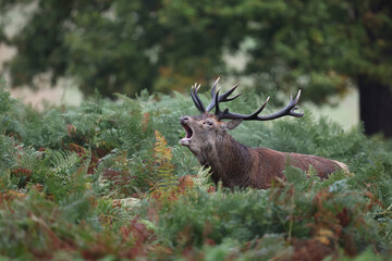 The slab is the call made by deer to attract the attention of females.