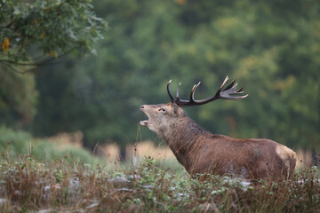 Obraz premium The slab is the call made by deer to attract the attention of females.