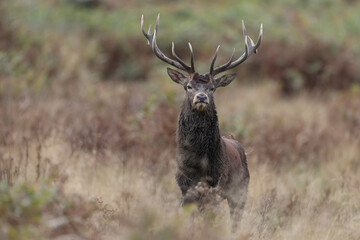 The slab is the call made by deer to attract the attention of females.