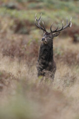 The slab is the call made by deer to attract the attention of females.