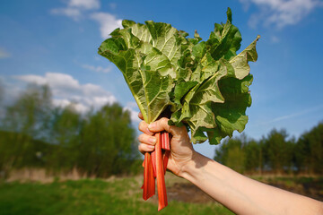 Women's hands hold cut rhubarb stalks. Woman harvesting rhubarb leaves. Harvesting rhubarb in the garden. Picking rhubarb, green harvest... © Tricky Shark