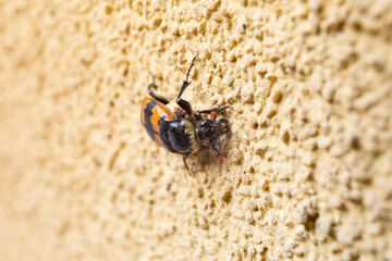 Nicrophorus vespillo is a burying beetle described by Carl Linnaeus in his landmark 1758 10th edition of Systema Naturae. It has a paleartic distribution and is commonly found across Europe and Asia