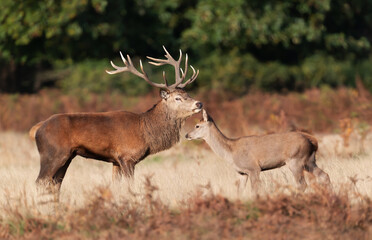Red deer stag guarding hinds during the rutting season in autumn