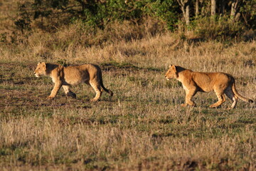Two grown-up lion cubs moving fast, chasing a hippo