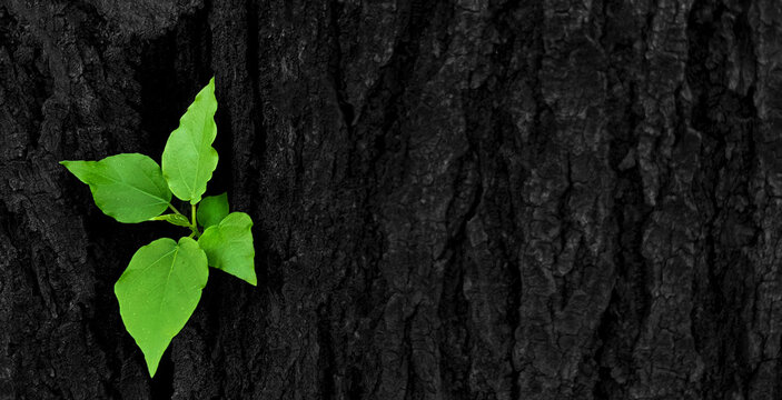 Green leaves, sprouting from intersection of the trunk or black bark of the tree with right copy space. Newly born life Natural beauty and natural wallpaper and macro concept