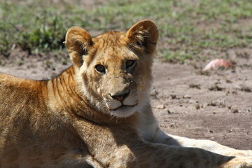 Fototapeta na wymiar Portrait of a grown-up lion cub resting after a sucessful hunt