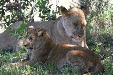 Mother lioness with her grown-up cub resting in the shade