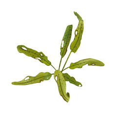 Seaweed isolated on a white background. Watercolor illustration of a green underwater plant. Aquarium plants. Realistic botanical drawing. Suitable for design, postcards, packages, labels