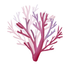 Pink underwater coral isolated on white background. Watercolor illustration of marine plants. Tree-like coral. Cartoon style. Suitable for postcards, design, posters, packaging, clothing
