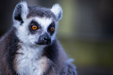 Portrait of a Lemure.