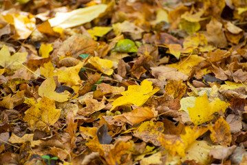 Yellow leaves on the ground. Fallen autumn leaves. Fall background. Autumn mood.