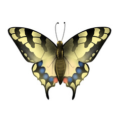 Butterfly isolated illustration on white background
