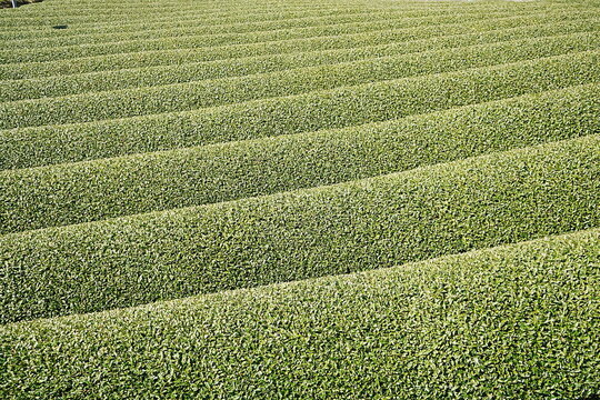Green Tea leaf at Fields in Japan - 茶畑 茶葉 日本	