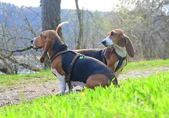 pretty French basset in spring