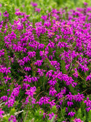 Obraz premium An inflorescence of beautiful little pink flowers, a close-up shot.