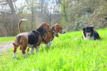 pretty French basset in spring