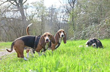 pretty French basset in spring