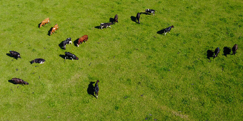 A herd in a green meadow, top view. Juicy green grass on a pasture, a farmer's field. Agricultural landscape. Animal husbandry.