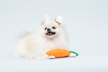 Spitz alemão branco com fantasia de páscoa e cenoura decorativa