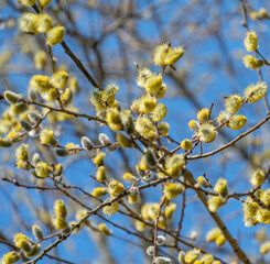 Great sallow catkins