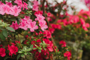 Spring or summer floral background with copy space. Bushes of colorful blooming azaleas in vintage greenhouse of botanical garden. Azalea rhododendron flowers in full bloom. Flower shop, hobby idea.