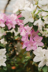 Spring or summer floral background with copy space. Bushes of colorful blooming azaleas in vintage greenhouse of botanical garden. Azalea rhododendron flowers in full bloom. Flower shop, hobby idea.