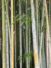 Natural background for your design from thickets of green bamboo.