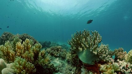 Fototapeta na wymiar Tropical colourful underwater seas. Coral Garden with Underwater Vibrant Fish. Underwater tropical colourful soft-hard corals seascape. Philippines.