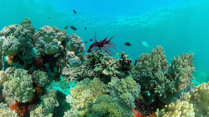 Plakat Soft and hard corals. Underwater fish garden reef. Reef coral scene. Philippines.