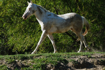 Obraz na płótnie Canvas Young white horse dirty and muddy in Texas field during spring season.