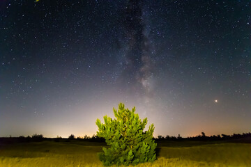 small pine tree in sandy desert under starry sky, beautiful night outdoor landscape