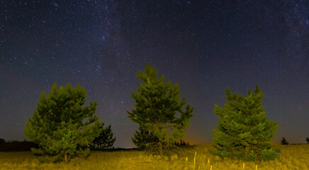 small pine trees in sandy desert under starry sky, beautiful night outdoor landscape