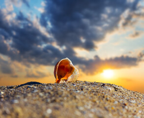 closeup empty marine shell on sandy sea beach at the sunset