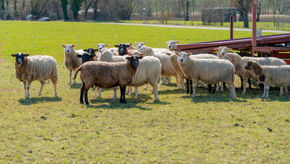 Obraz premium Flock of sheep