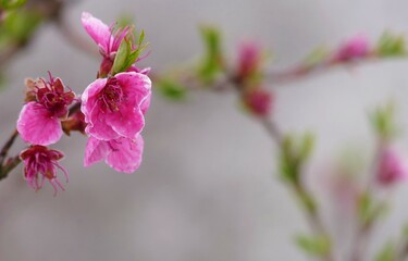 Pink cherry blossom branch on green background