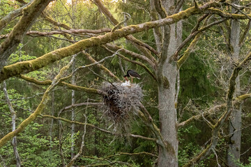Black stork with chickens in the nest. Wildlife scene from nature. Bird Black Stork with red bill, Ciconia nigra, sitting on the nest in the forest. Animal spring nesting behavior in the forest.