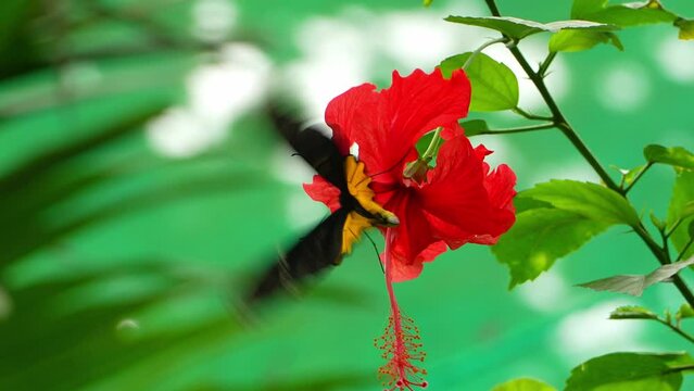 Tropical Butterfly's Paradise in Malaysia. Tropical colorful butterflies among flowering plants. "Troides rhadamantus", or Golden birdwing.
