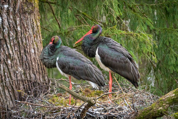 Black stork in the nest. Two adult black storks in the nest during spring. A large nest in an old natural forest. Selective focusHigh quality photo