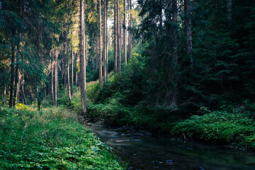 górski potok w gęstym starym lesie