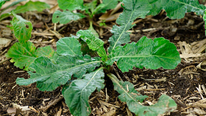 Elephantopus scaber, the leaves are long oval, wrinkled and asymmetrical. The color of the leaves is dark green, the bones of the leaves are finger and have fine hairs all over the surface