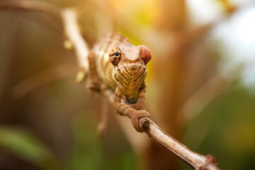 Chameleons of Madagascar: brown and white striped panther chameleon , Furcifer pardalis climbing on twig, frontal view of eye and head, blurred green background. Andasibe forest, Madagascar.